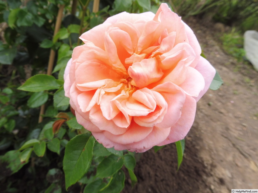 'Pirouette ™ (climber, Olesen 2002)' rose photo