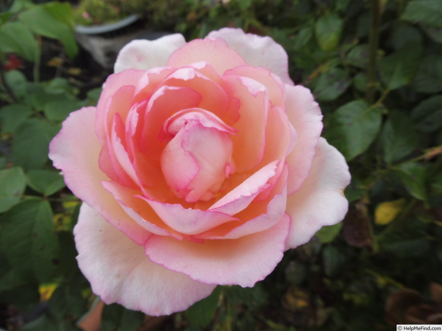 'Souvenir de Baden-Baden ®' rose photo