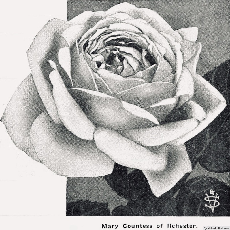 'Mary, Countess of Ilchester' rose photo