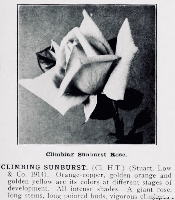 'Climbing Sunburst' rose photo