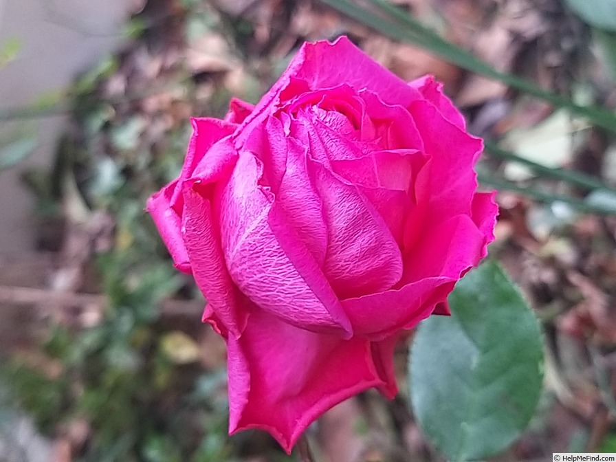 'Claire Marshall' rose photo