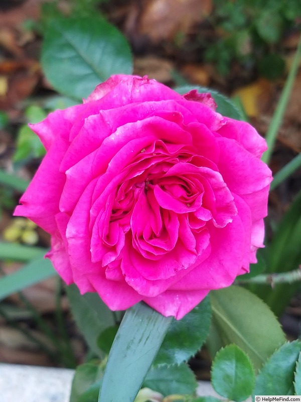 'Claire Marshall' rose photo