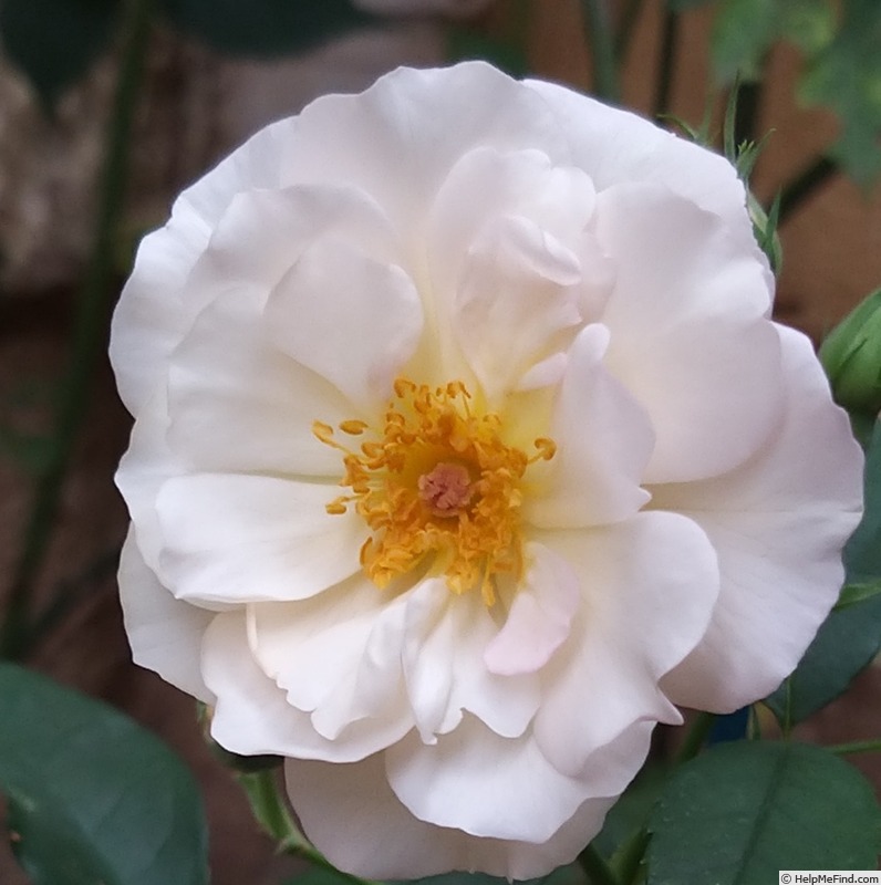 'Penelope (hybrid musk, Pemberton 1924)' rose, click to enlarge 'Penelope (hybrid musk, Pemberton 1924)' rose photo