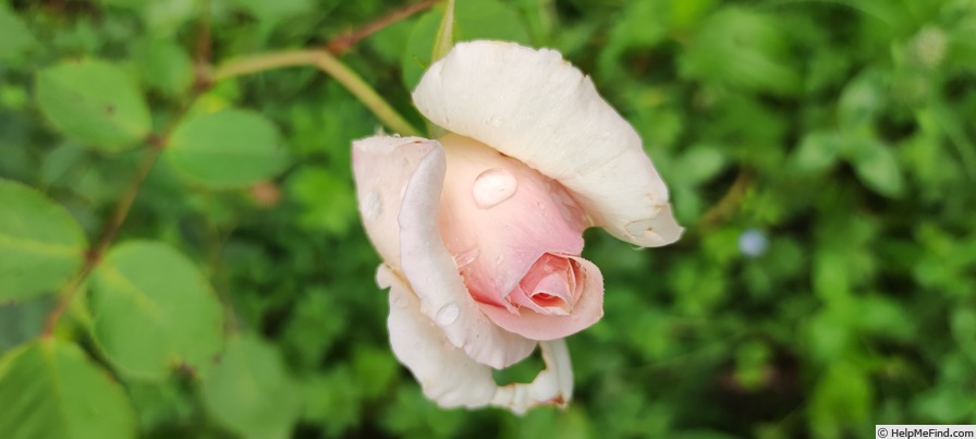 'Argentine Cramon' rose photo
