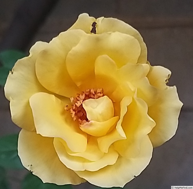 'Arthur Bell (Floribunda, McGredy, 1959)' rose photo