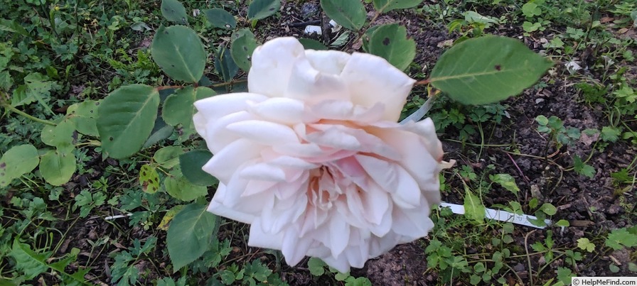 'Mademoiselle Argentine Cramon' rose photo