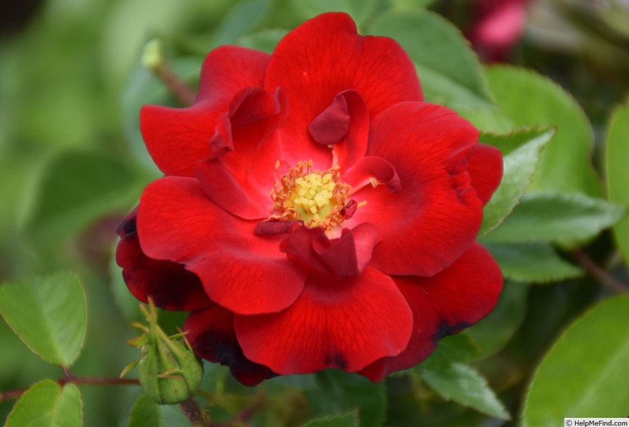 'Cayenne (floribunda, Kordes, 2007)' rose photo