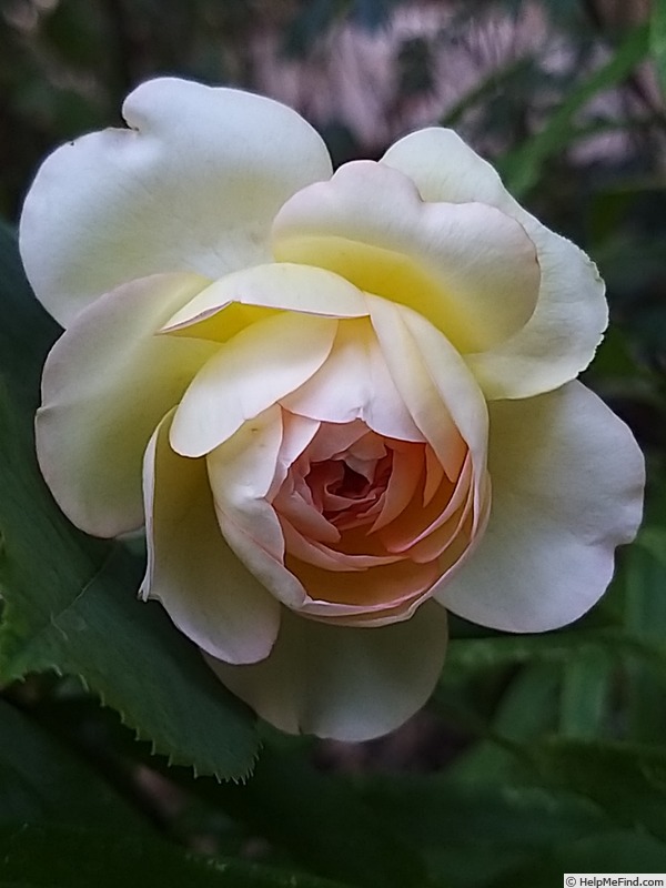 'Subli'Sim' rose photo