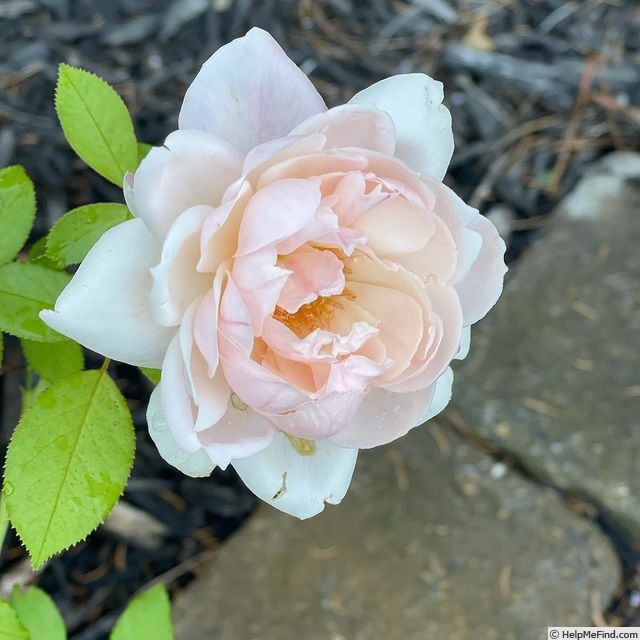 'Madame Figaro ®' rose photo