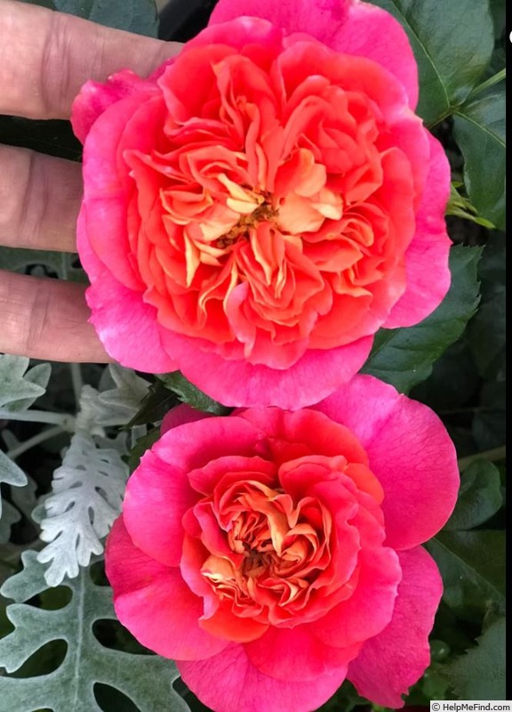 'Brothers Grimm Fairy Tale ™' rose, click to enlarge 'Brothers Grimm Fairy Tale ™' rose photo