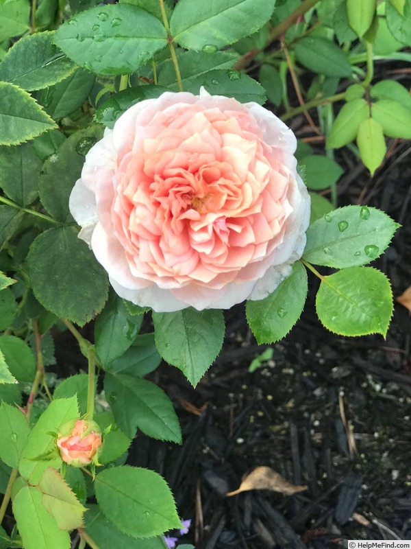 'William Morris' rose photo