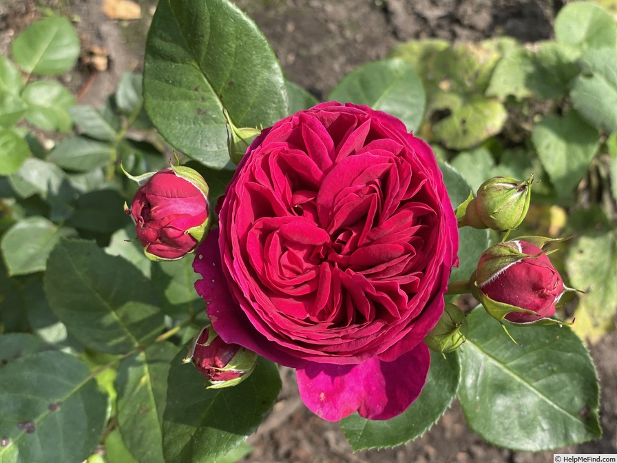 'Sophie Luise ®' rose photo