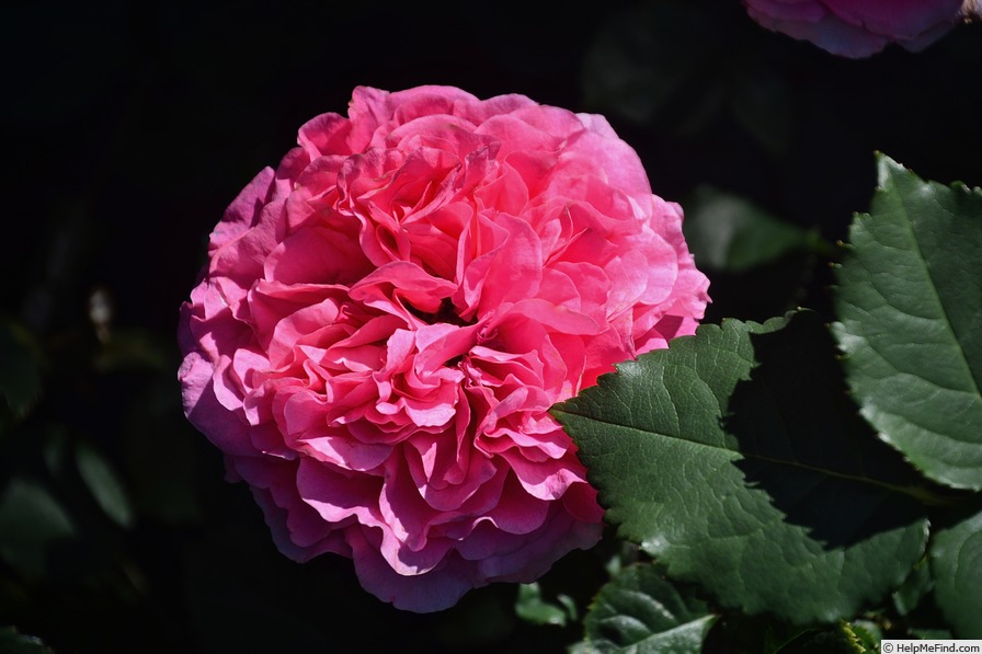 'Celestine (floribunda, Jalbert 2018)' rose photo
