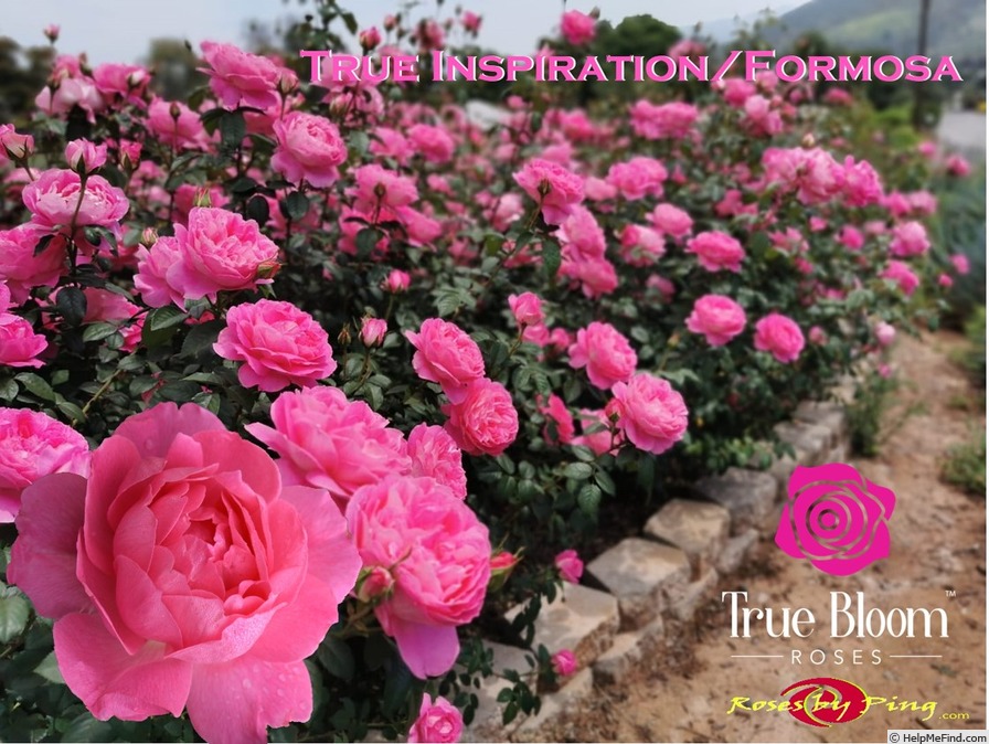 'True Inspiration' rose photo