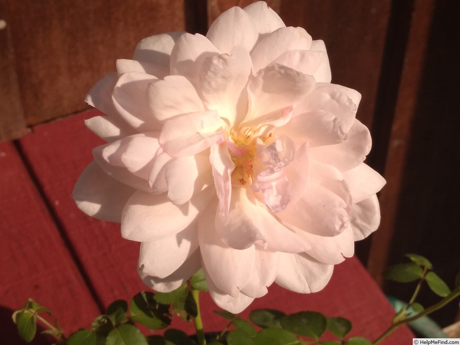 '20CAxCS07' rose photo