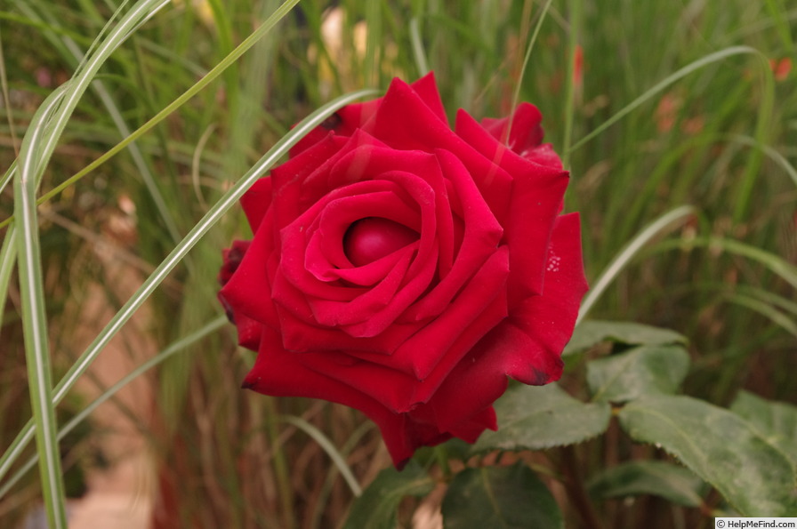'Perla Negra' rose photo