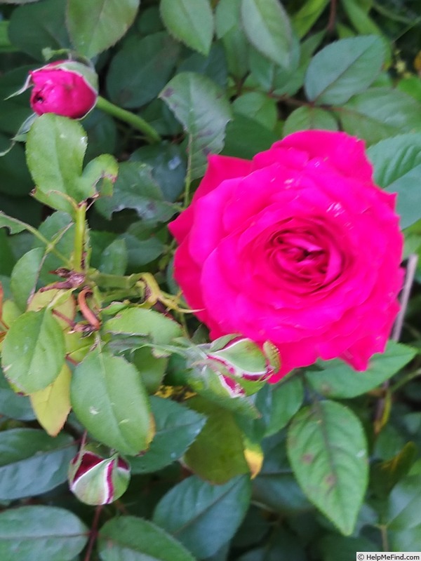 'Noemie de Rothschild ®' rose photo