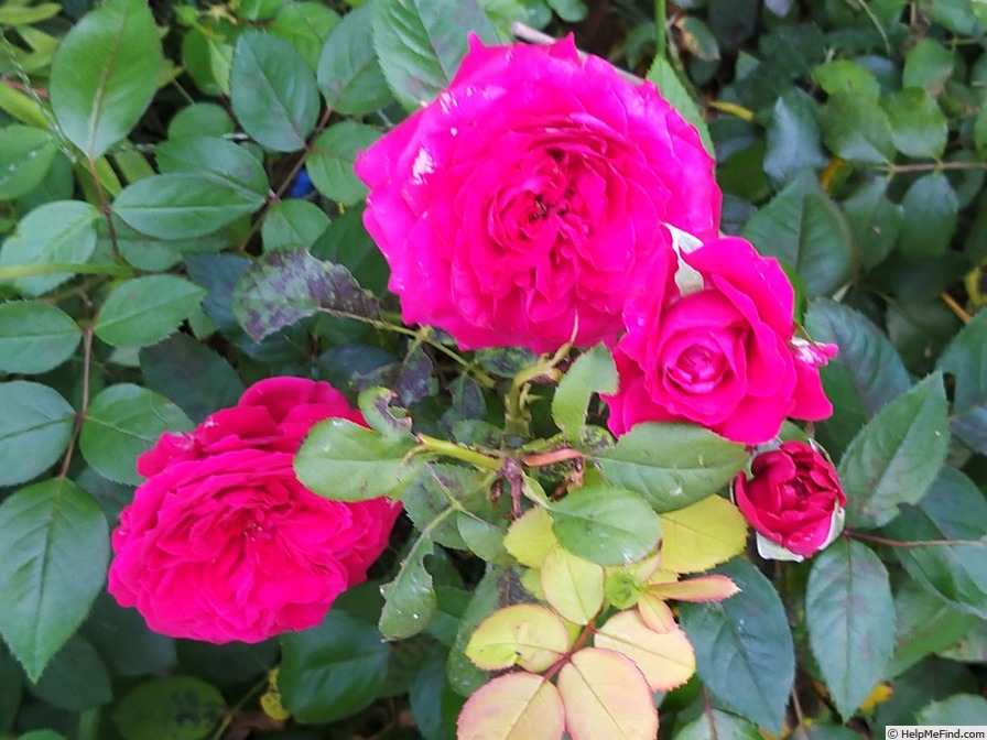 'Noemie de Rothschild ®' rose, click to enlarge 'Noemie de Rothschild ®' rose photo