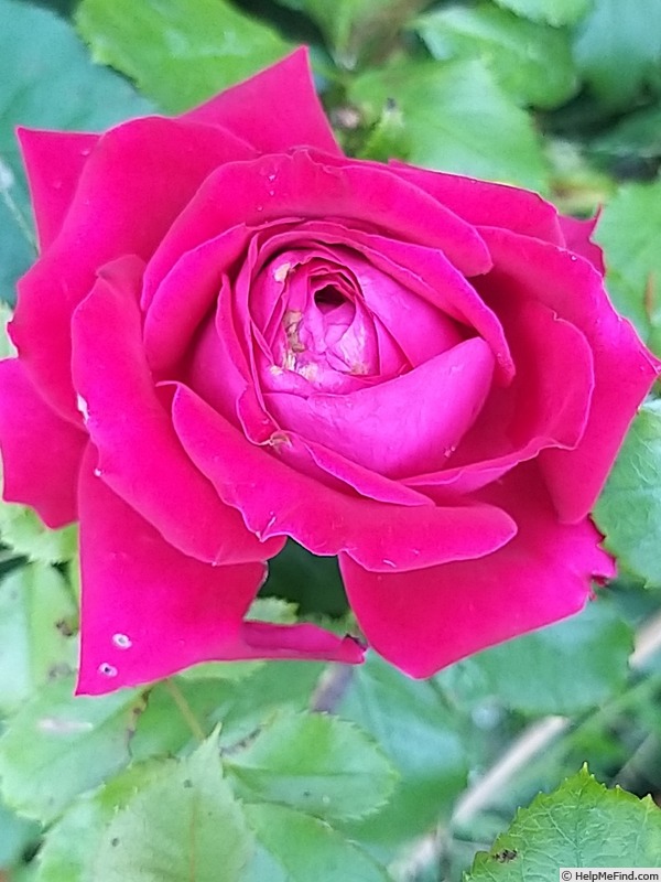 'Noemie de Rothschild ®' rose photo