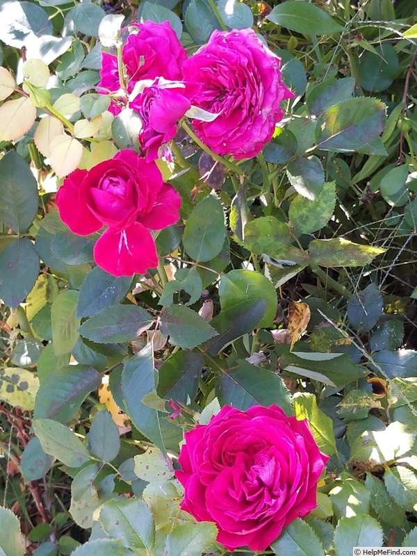 'Noemie de Rothschild ®' rose photo