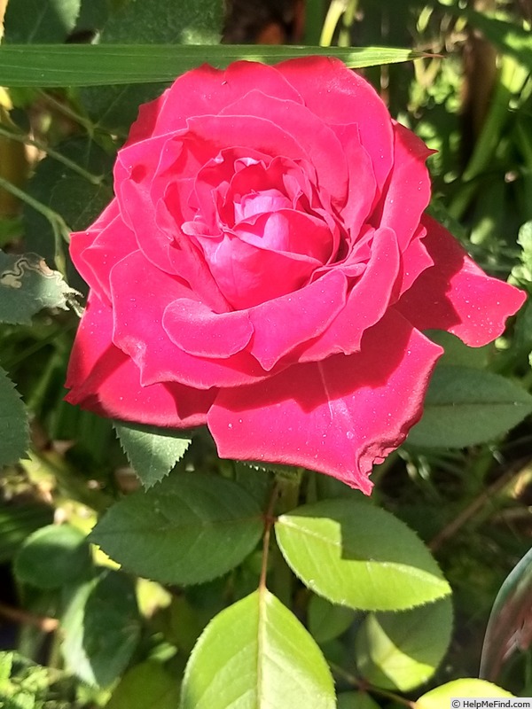 'Noemie de Rothschild ®' rose photo