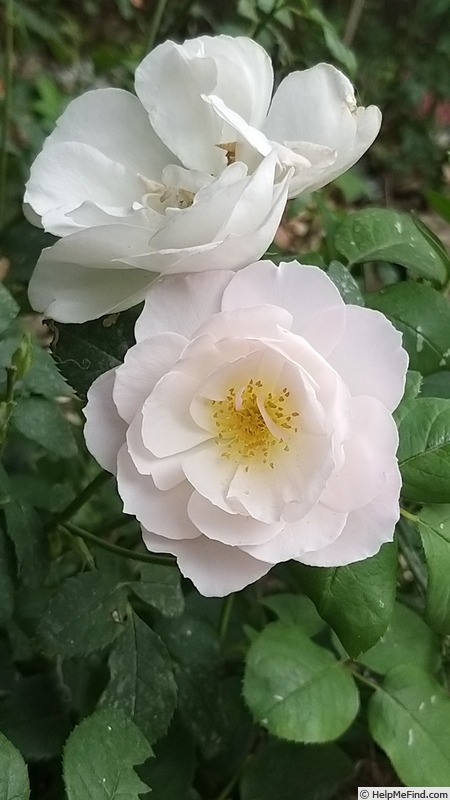 'Pear™' rose photo