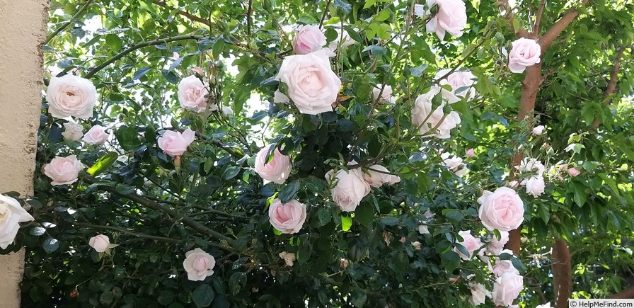 'New Dawn (large flowered climber, Dreer 1930)' rose, click to enlarge 'New Dawn (large flowered climber, Dreer 1930)' rose photo