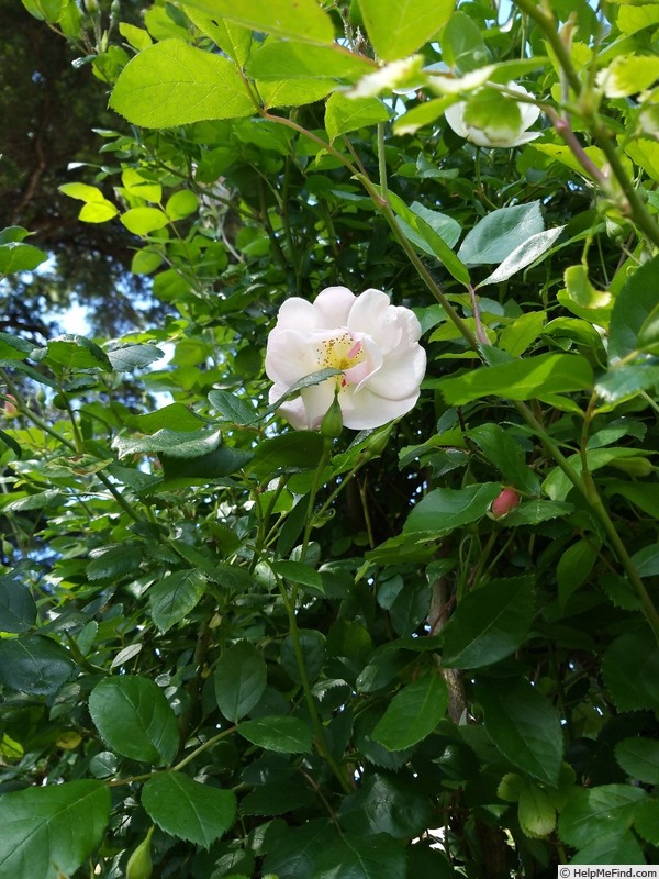 'Sourire d'Orchidée' rose photo