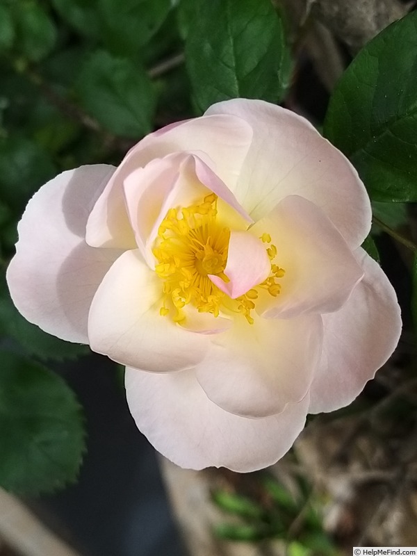 'Sourire d'Orchidée' rose photo