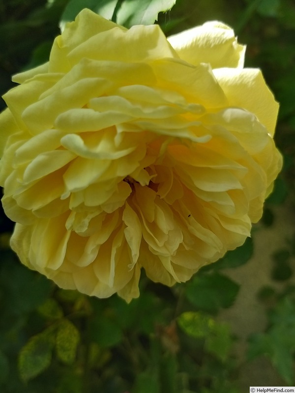 'Teasing Georgia' rose photo