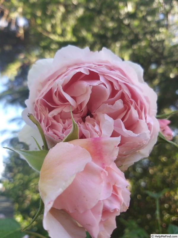 'The Wedgwood Rose' rose photo