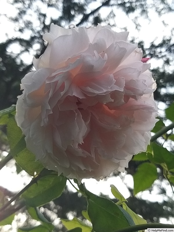 'The Wedgwood Rose' rose photo