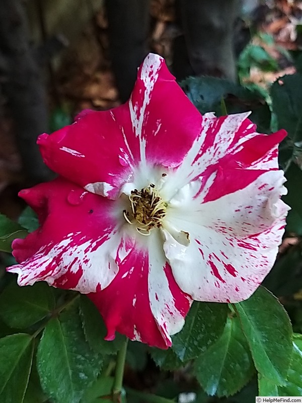 'Vihaïpi ®' rose, click to enlarge 'Vihaïpi ®' rose photo