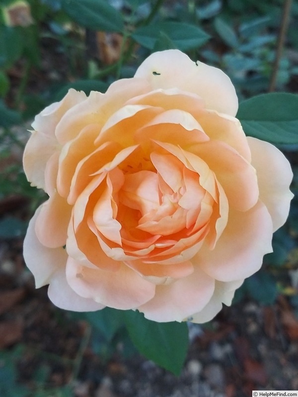 'Lady of Shalott ®' rose photo