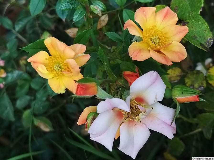 'Happy Chappy ® (Shrub, Ilsink before 1997)' rose, click to enlarge 'Happy Chappy ® (Shrub, Ilsink before 1997)' rose photo