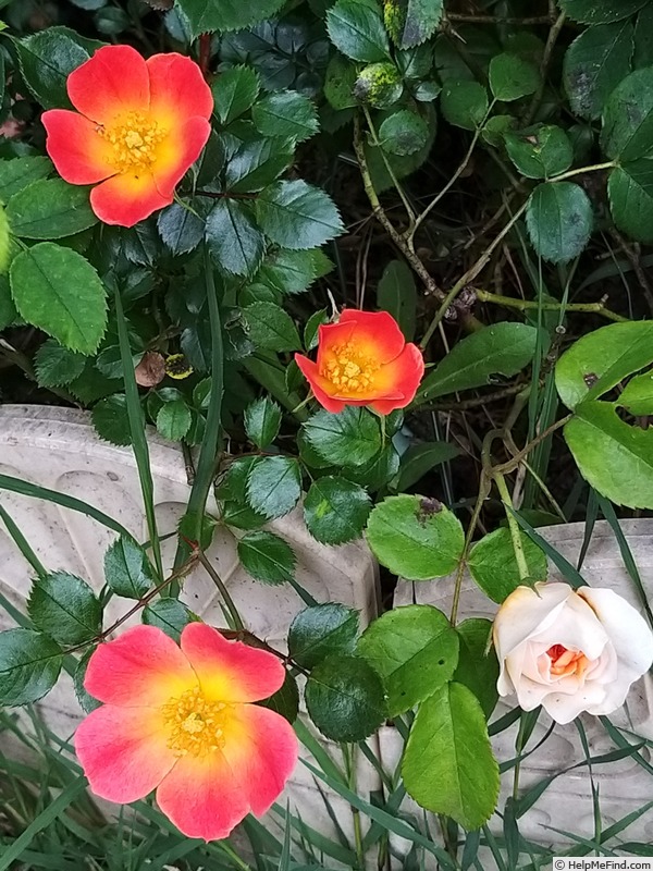 'Happy Chappy ® (Shrub, Ilsink before 1997)' rose, click to enlarge 'Happy Chappy ® (Shrub, Ilsink before 1997)' rose photo