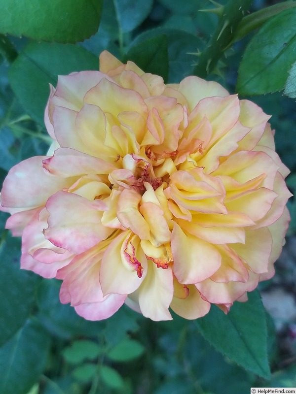 'Henri Delbard' rose photo