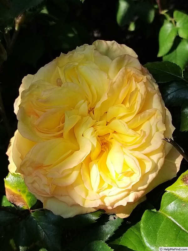 'Henri Delbard' rose photo