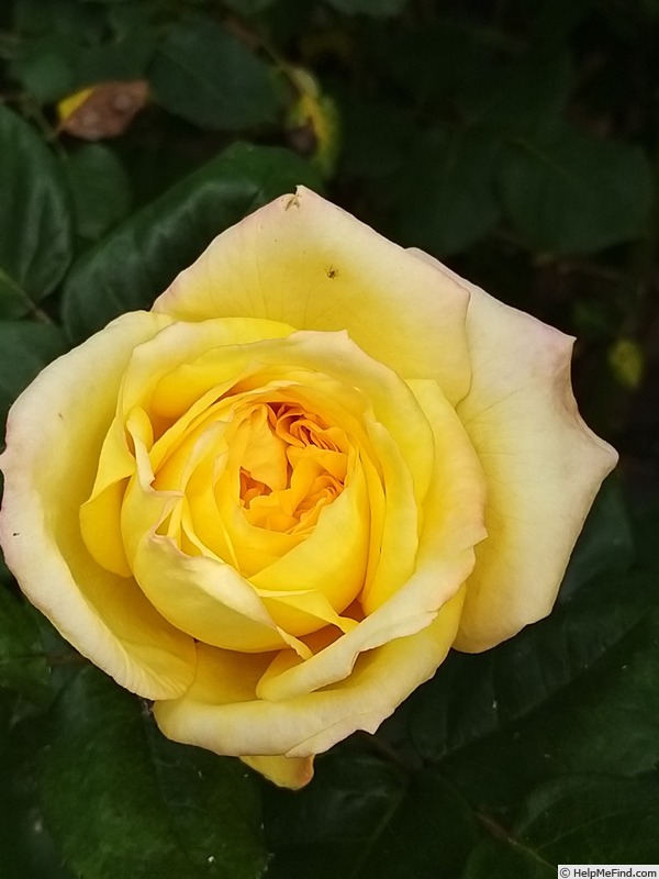 'Henri Delbard' rose photo