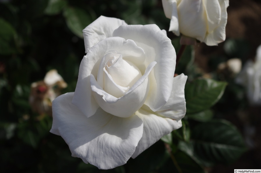'Pau Casals' rose photo