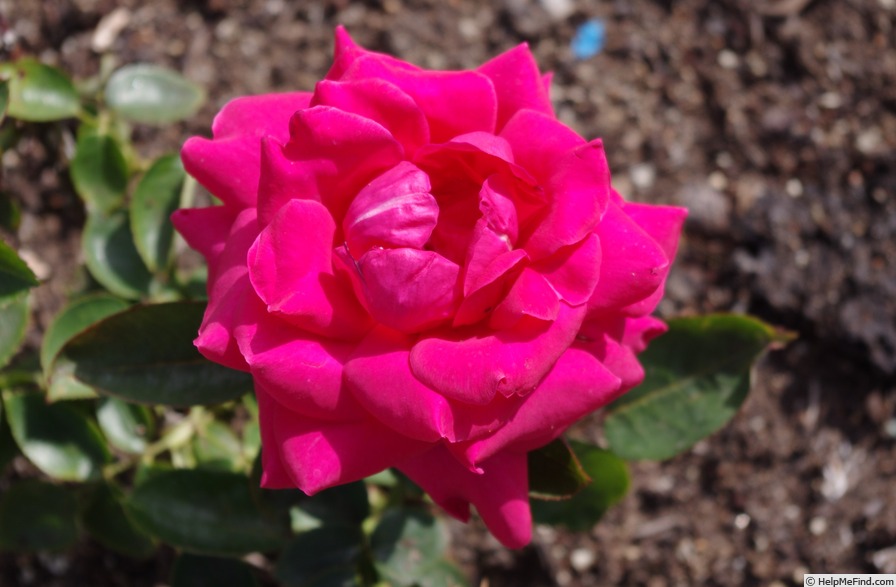 'Centre de Lectura de Reus' rose photo