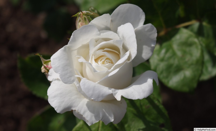 'Alba García ®' rose photo