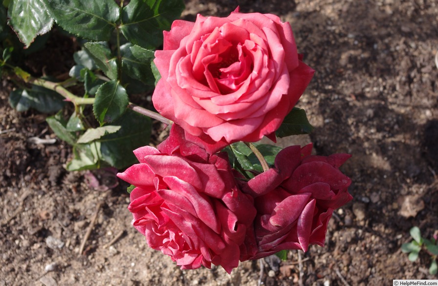 'Terracotta ® (florist's rose, Meilland, 1997)' rose photo