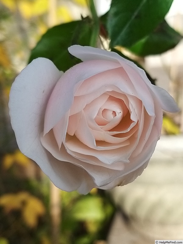 'Iceberg (floribunda, Kordes 1958)' rose photo