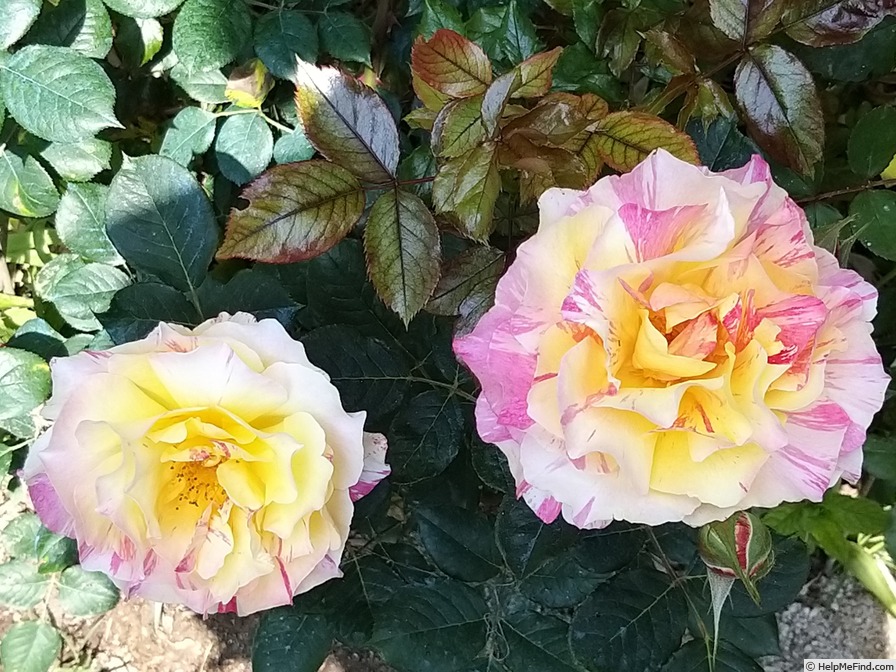 'Maurice Utrillo ™' rose photo