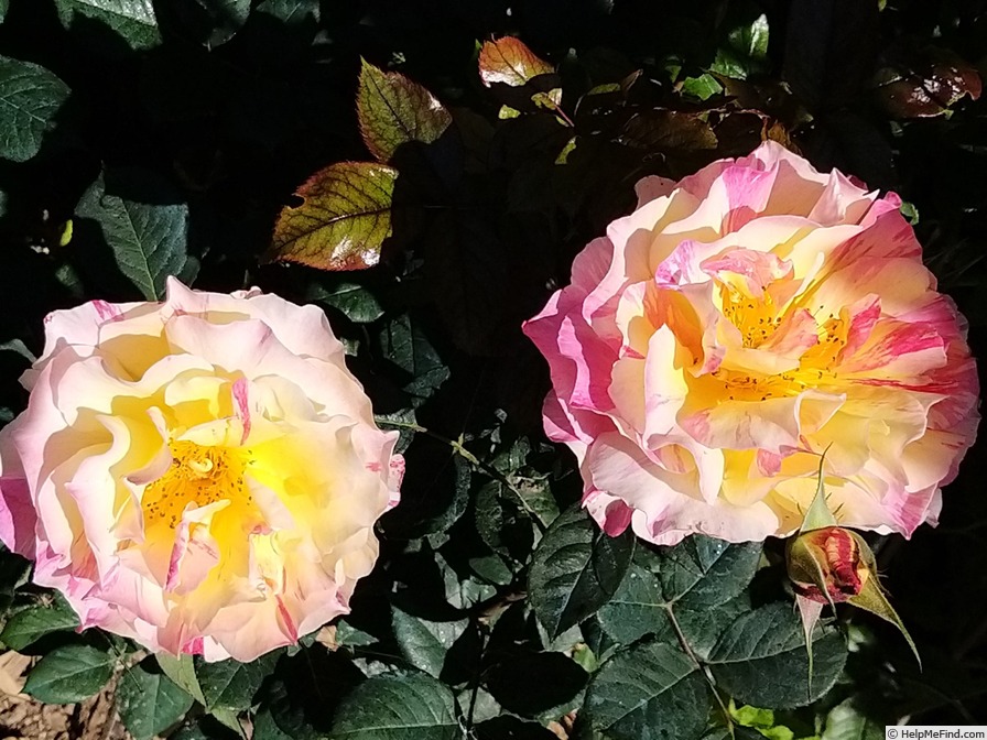 'Maurice Utrillo ™' rose photo