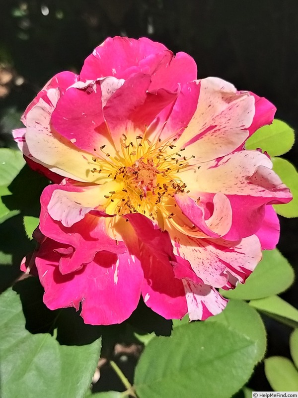 'Maurice Utrillo ™' rose photo