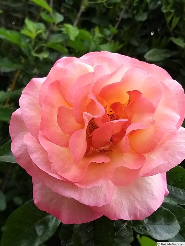 'Rosa del Camino de Santiago ®' rose photo