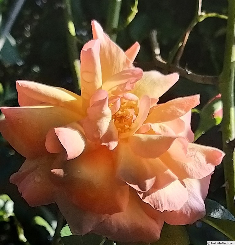 'Rosa del Camino de Santiago ®' rose photo