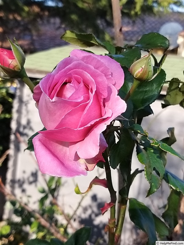 'Parfum de Liberté ®' rose photo